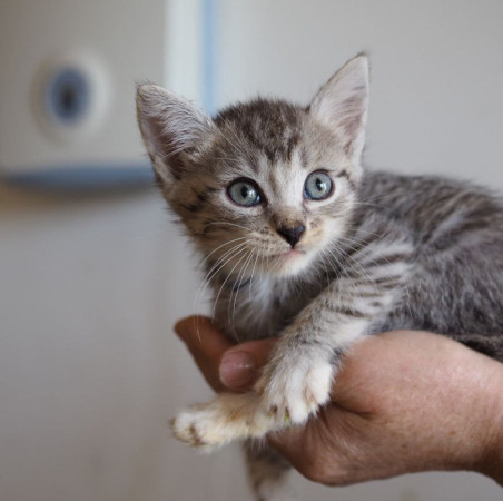 Чудесный котенок мальчик ищет дом. В дар! , котенок 2 месяца