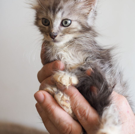 Крошка мальчик ищет дом. В дар! , котенок 2 месяца