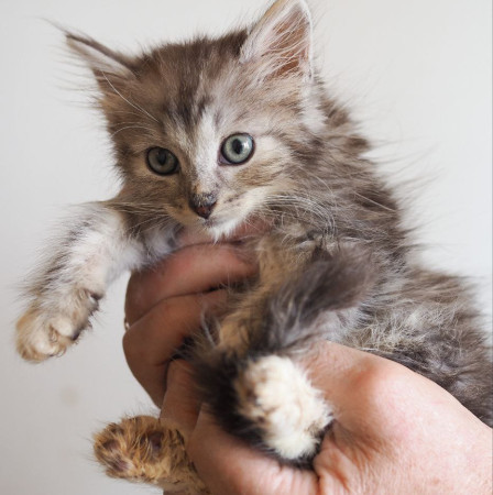 Крошка мальчик ищет дом. В дар! , котенок 2 месяца
