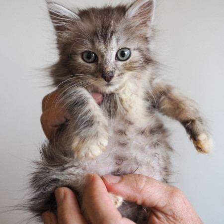 Крошка мальчик ищет дом. В дар! , котенок 2 месяца