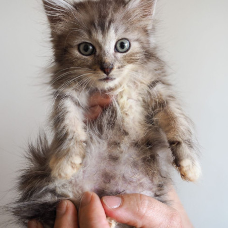 Крошка мальчик ищет дом. В дар! , котенок 2 месяца
