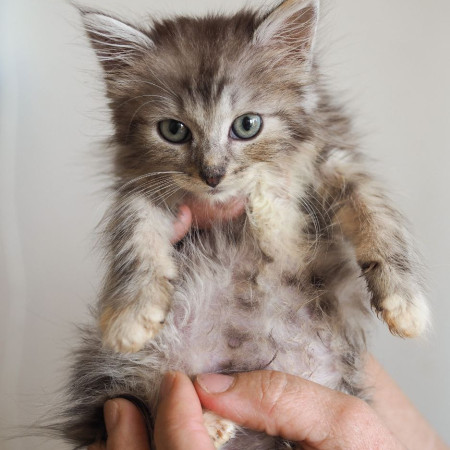 Крошка мальчик ищет дом. В дар! , котенок 2 месяца