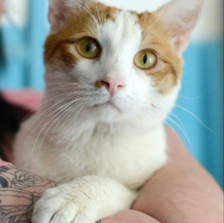 Ласковый котик Ковбой ищет дом!, Рыжий с белым, Подольск, Кот в добрые руки