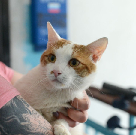 Ласковый котик Ковбой ищет дом!, Рыжий с белым, Подольск, Кот в добрые руки