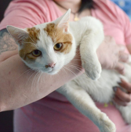 Ласковый котик Ковбой ищет дом!, Рыжий с белым, Подольск, Кот в добрые руки