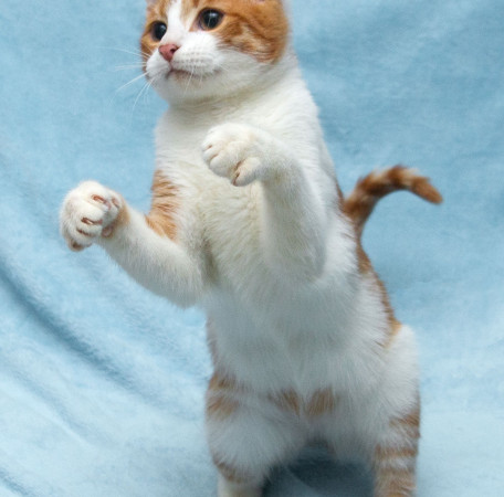 Чудесные котята ищут свои семьи! В Дар!, котенок 5 месяцев