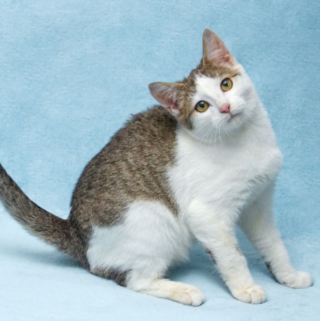 Ищут свои семьи братишки Шпротик и Чепушиленок!, котенок 6 месяцев