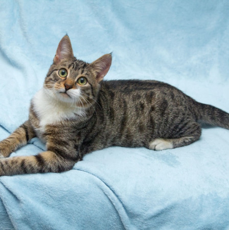 Ищут свои семьи братишки Шпротик и Чепушиленок!, котенок 6 месяцев