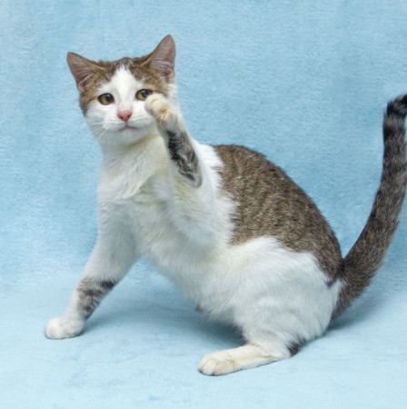 Ищут свои семьи братишки Шпротик и Чепушиленок!, котенок 6 месяцев