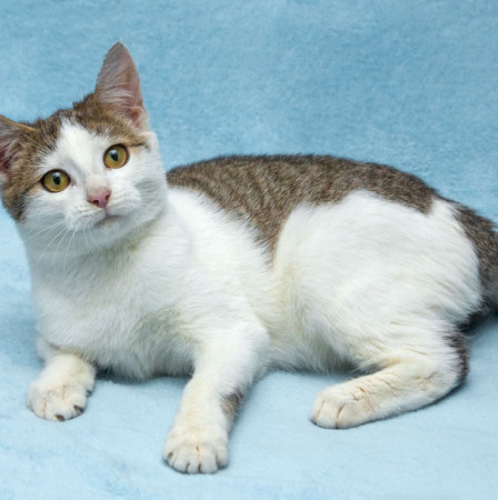 Ищет дом котенок Чепушиленок! , котенок 7 месяцев