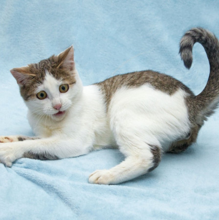 Ищет дом котенок Чепушиленок! , котенок 7 месяцев