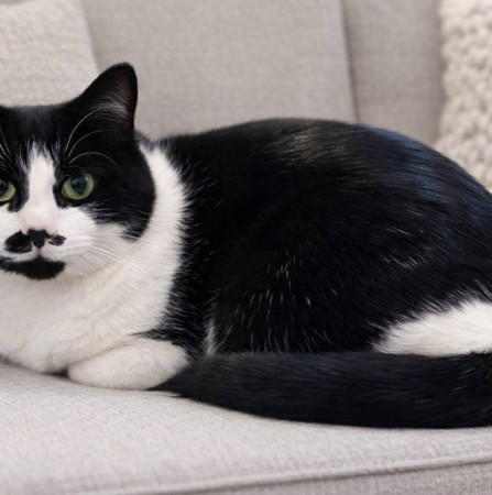 Кошка Буся ищет дом. В дар!