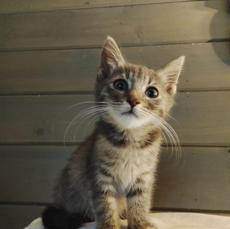 Китти ищет Дом! В дар! , котенок 2 месяца