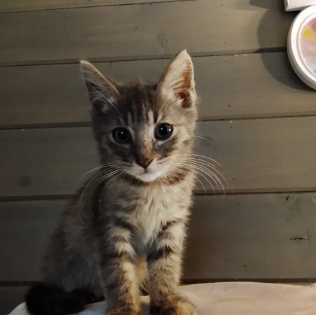 Китти ищет Дом! В дар! , котенок 2 месяца