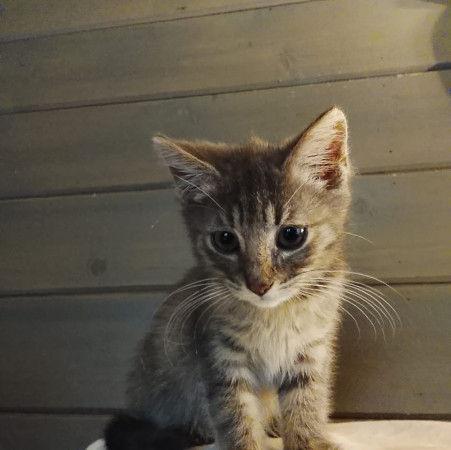 Китти ищет Дом! В дар! , котенок 2 месяца