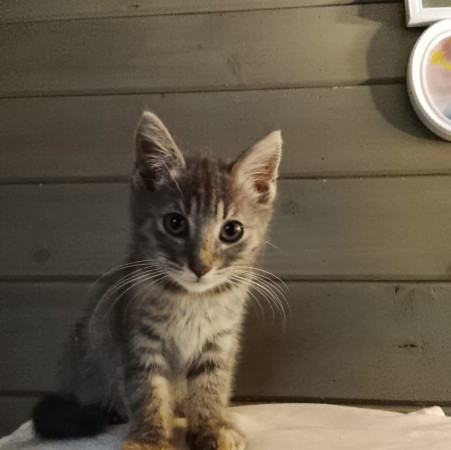 Китти ищет Дом! В дар! , котенок 2 месяца