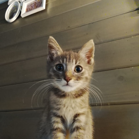 Китти ищет Дом! В дар! , котенок 2 месяца