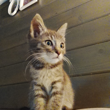 Китти ищет Дом! В дар! , котенок 2 месяца