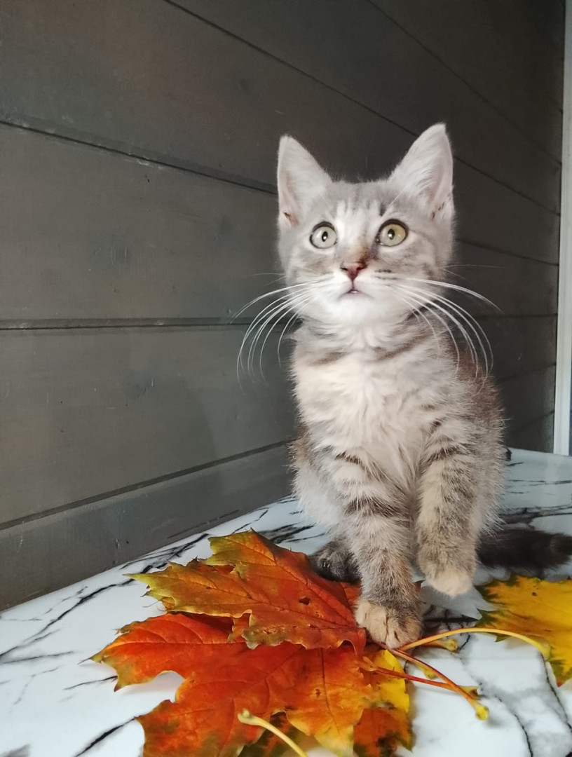 Китти ищет Дом! В дар! , котенок 2 месяца
