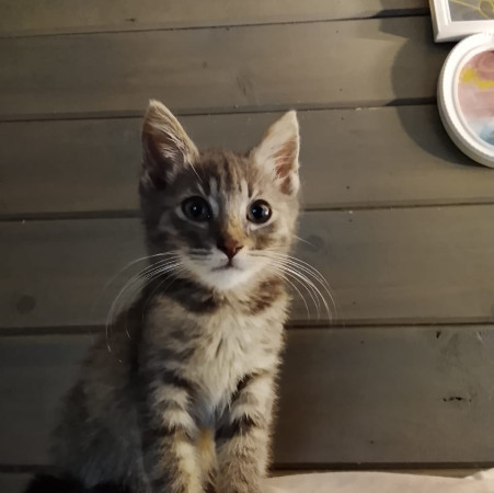 Китти ищет Дом! В дар! , котенок 2 месяца
