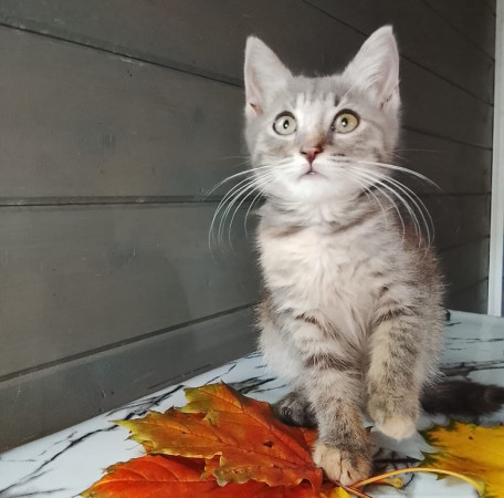 Китти ищет Дом! В дар! , котенок 2 месяца