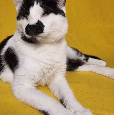 Лили особенная кошка, которая видит сердцем, ищет дом! В дар!, Черный с белым, Медведково, Кошка в хорошие руки