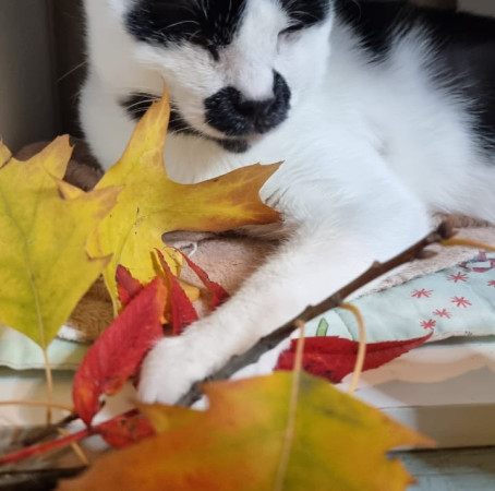 Лили особенная кошка, которая видит сердцем, ищет дом! В дар!, Черный с белым, Медведково, Кошка в хорошие руки