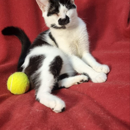 Лили особенная кошка, которая видит сердцем, ищет дом! В дар!, Черный с белым, Медведково, Кошка в хорошие руки