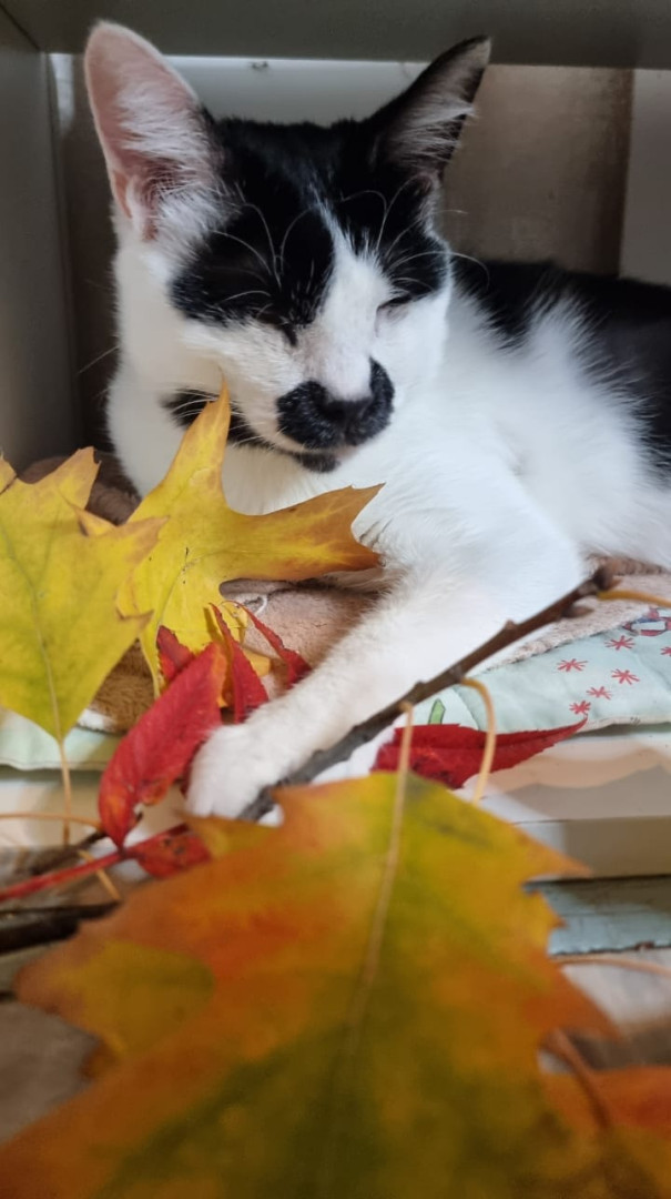 Лили особенная кошка, которая видит сердцем, ищет дом! В дар!, Черный с белым, Медведково, Кошка в хорошие руки