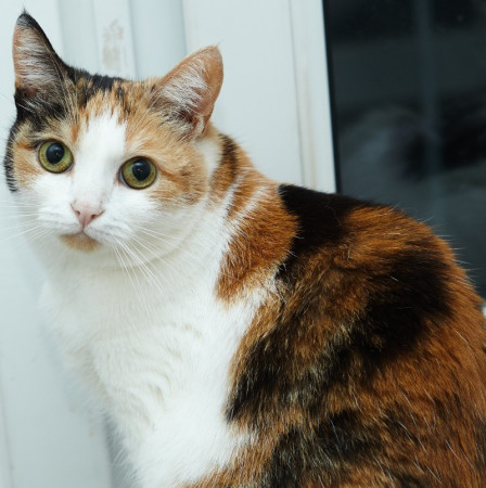 Красотка Адель ищет дом. В дар!, Трёхцветный, Железнодорожная, Кошка в хорошие руки