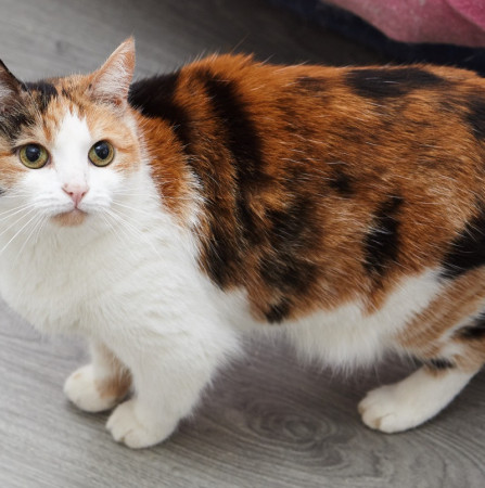 Красотка Адель ищет дом. В дар!, Трёхцветный, Железнодорожная, Кошка в хорошие руки