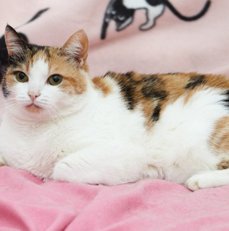 Красотка Адель ищет дом. В дар!, Трёхцветный, Железнодорожная, Кошка в хорошие руки