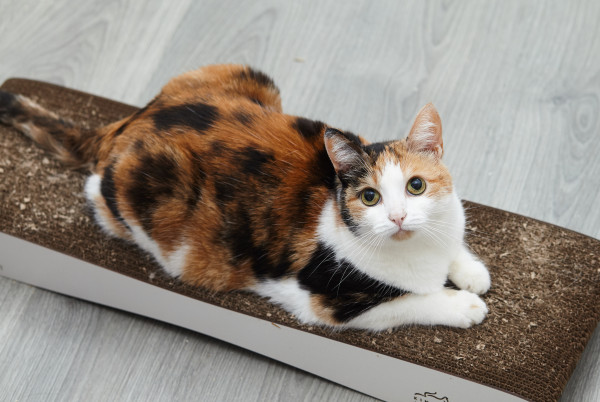 Красотка Адель ищет дом. В дар!, Трёхцветный, Железнодорожная, Кошка в хорошие руки