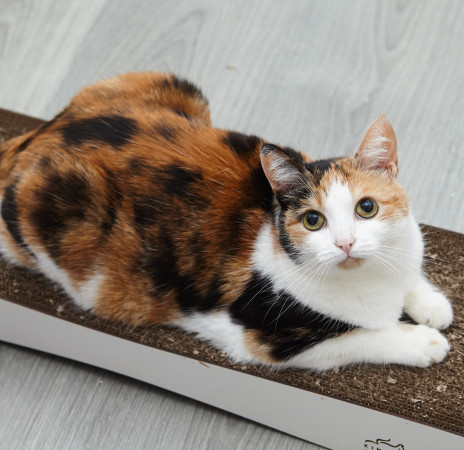 Красотка Адель ищет дом. В дар!, Трёхцветный, Железнодорожная, Кошка в хорошие руки