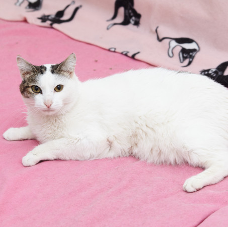 Обаяшка котик Анри ищет дом! В добрые руки!, Белый, Железнодорожная, Кот в добрые руки