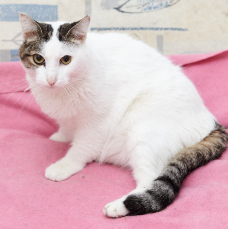 Обаяшка котик Анри ищет дом! В добрые руки!, Белый, Железнодорожная, Кот в добрые руки