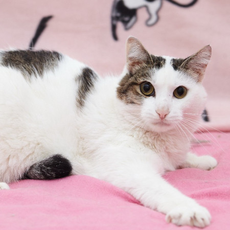 Обаяшка котик Анри ищет дом! В добрые руки!, Белый, Железнодорожная, Кот в добрые руки