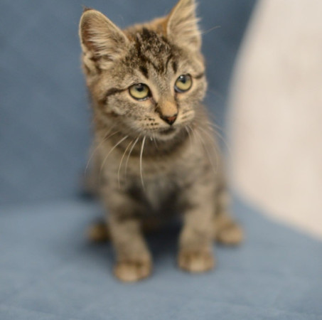 Котенок Дымок ищет дом! В дар! , котенок 2 месяца