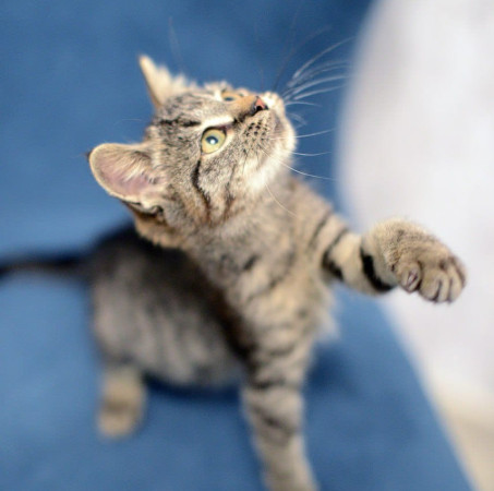 Котенок Дымок ищет дом! В дар! , котенок 2 месяца