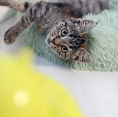 Котенок Дымок ищет дом! В дар! , котенок 2 месяца