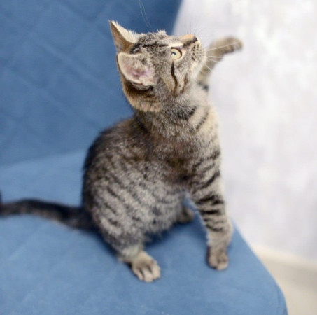 Котенок Дымок ищет дом! В дар! , котенок 2 месяца