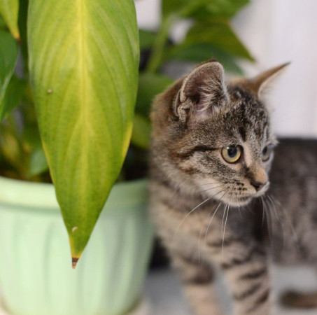 Котенок Дымок ищет дом! В дар! , котенок 2 месяца