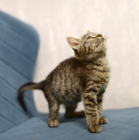 Котенок Дымок ищет дом! В дар! , котенок 2 месяца