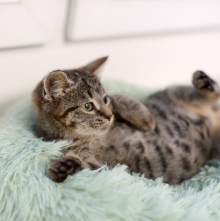 Котенок Дымок ищет дом! В дар! , котенок 2 месяца