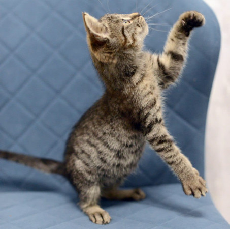 Котенок Дымок ищет дом! В дар! , котенок 2 месяца