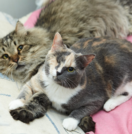 Парочка кошечек Добрыня и Фея ищут дом. В дар!, Табби, Железнодорожная, Кот в добрые руки