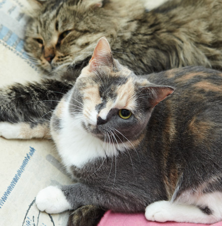 Парочка кошечек Добрыня и Фея ищут дом. В дар!, Табби, Железнодорожная, Кот в добрые руки