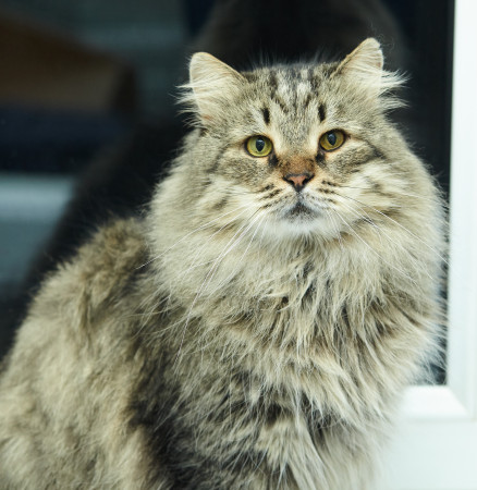 Парочка кошечек Добрыня и Фея ищут дом. В дар!, Табби, Железнодорожная, Кот в добрые руки