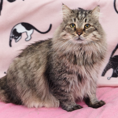 Парочка кошечек Добрыня и Фея ищут дом. В дар!, Табби, Железнодорожная, Кот в добрые руки