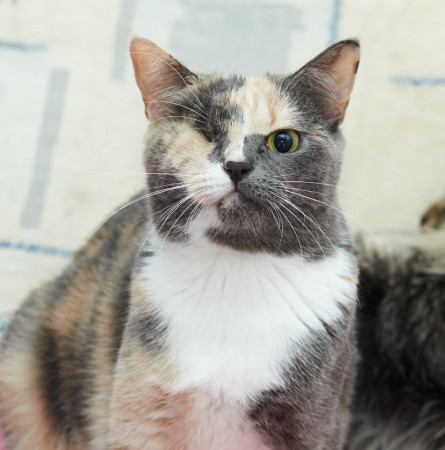 Парочка кошечек Добрыня и Фея ищут дом. В дар!, Табби, Железнодорожная, Кот в добрые руки